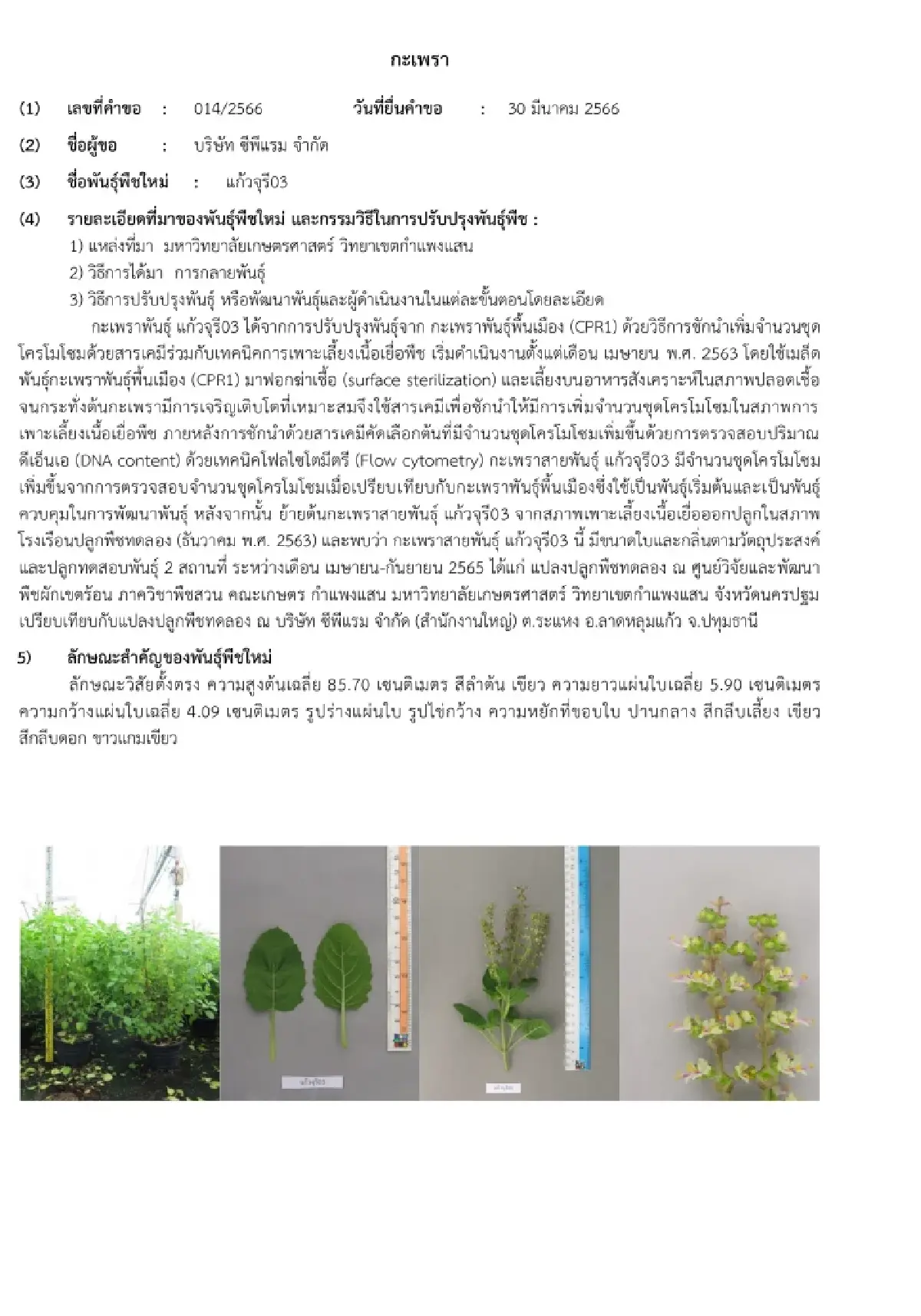 เปิดปมทุนใหญ่ จดทะเบียน 'กะเพรา' 4 พันธุ์ในไทย ชาวบ้านปลูกกิน-ขายได้ไหม?