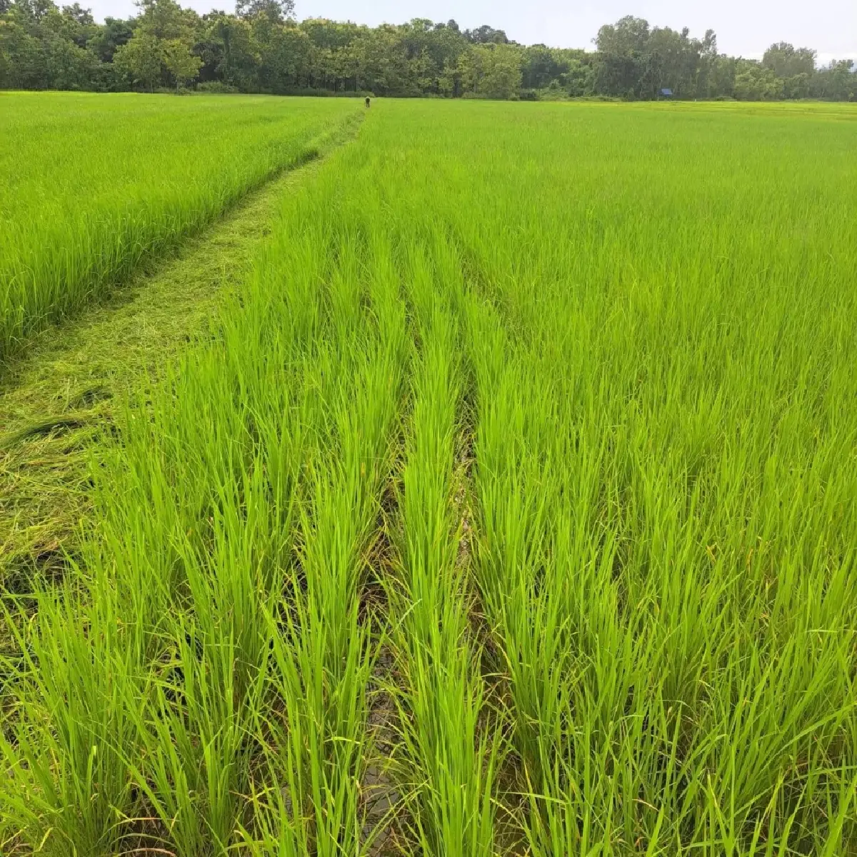 ศูนย์เมล็ดพันธุ์ข้าวพะเยาดันข้าวคุณภาพสูง หนุนสร้างแบรนด์