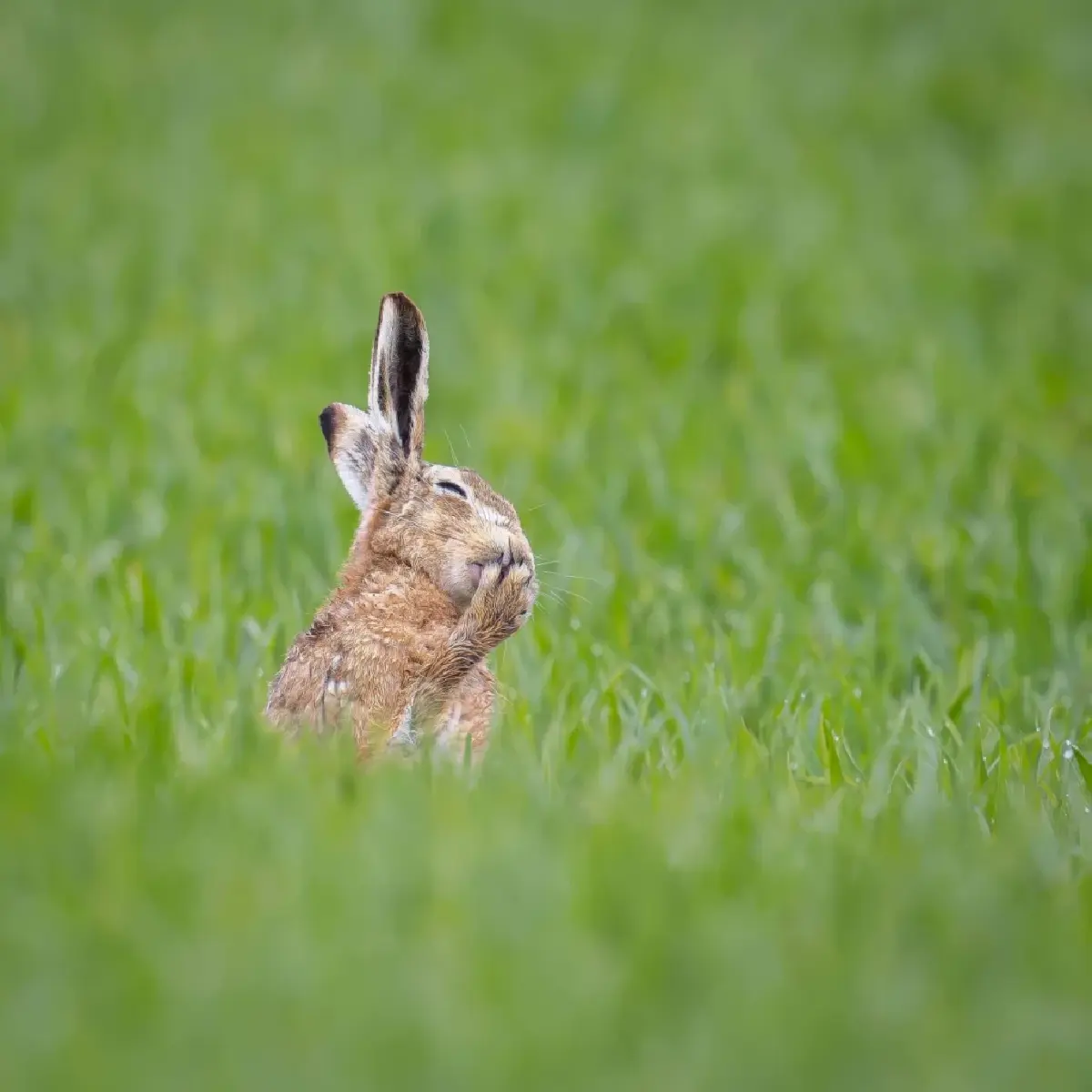 ‘Nikon Comedy Wildlife Awards’ ภาพถ่ายสัตว์โลกชวนยิ้ม หวังใช้เสียงหัวเราะช่วยอนุรักษ์สัตว์ป่า