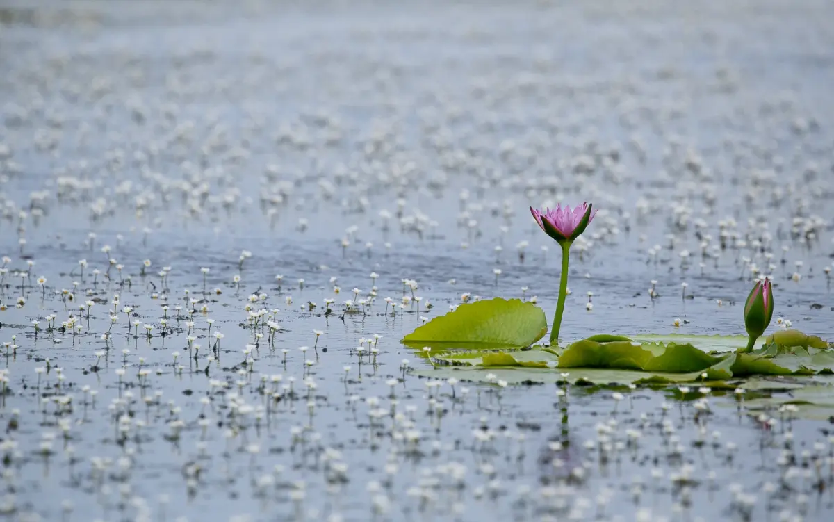 พายเรือเข้าป่าแห่งจินตนาการ ชมต้นไม้ดึกดำบรรพ์ 'เสม็ดโบราณพันปี'