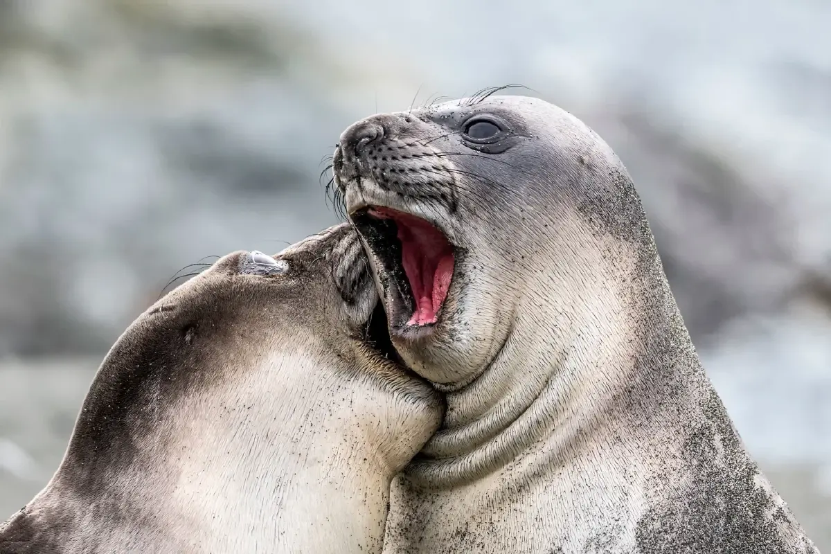 ‘Nikon Comedy Wildlife Awards’ ภาพถ่ายสัตว์โลกชวนยิ้ม หวังใช้เสียงหัวเราะช่วยอนุรักษ์สัตว์ป่า