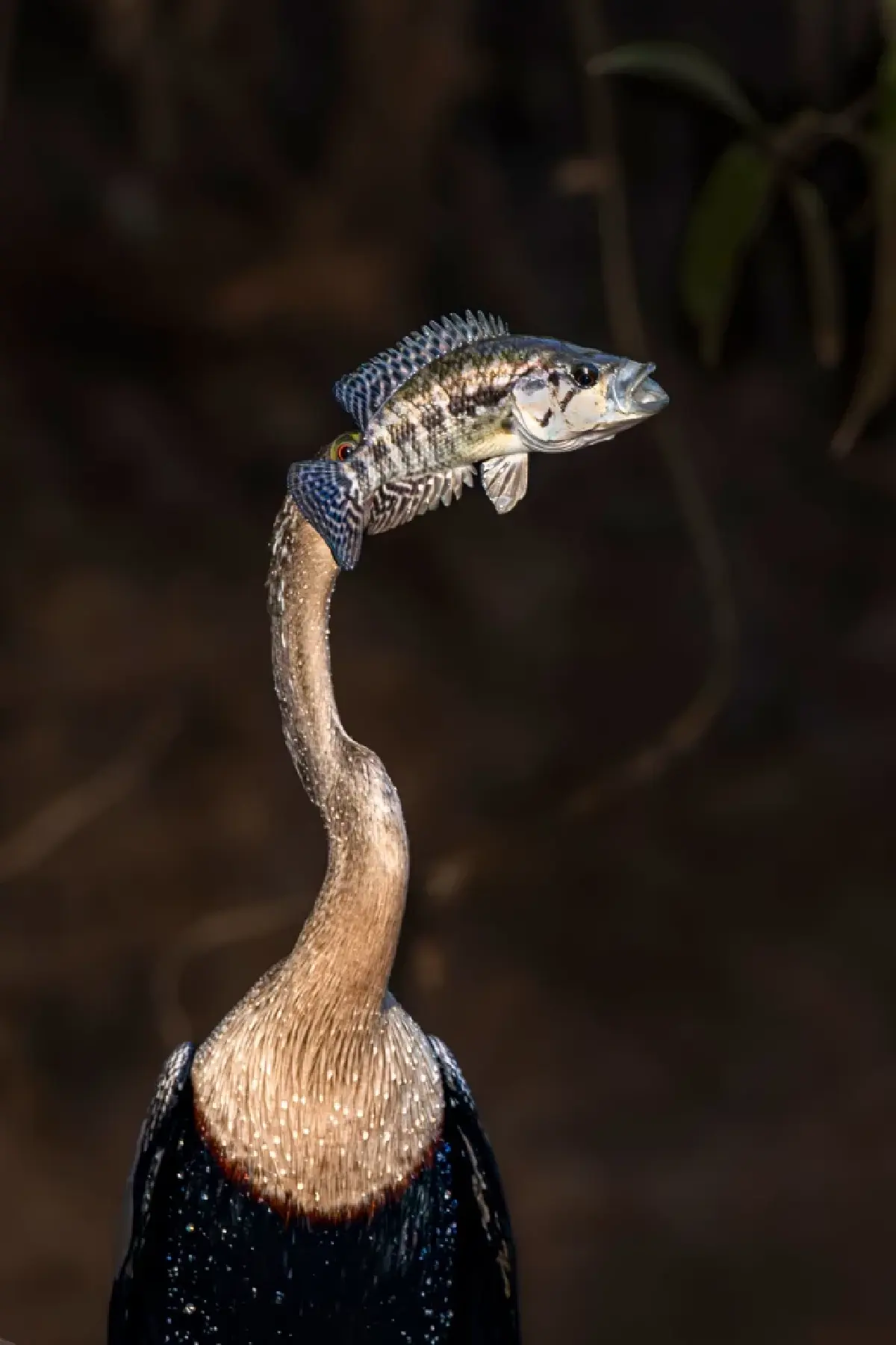 ‘Nikon Comedy Wildlife Awards’ ภาพถ่ายสัตว์โลกชวนยิ้ม หวังใช้เสียงหัวเราะช่วยอนุรักษ์สัตว์ป่า