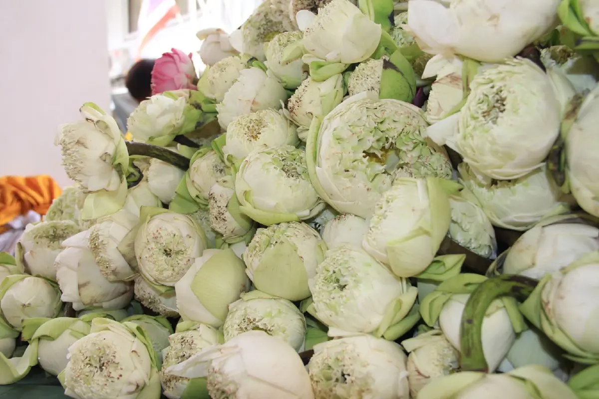 เช็กเส้นทาง แห่หลวงพ่อโตทางบก ประเพณีรับบัว 2569 ส่องเลขมงคลทะเบียนรถ