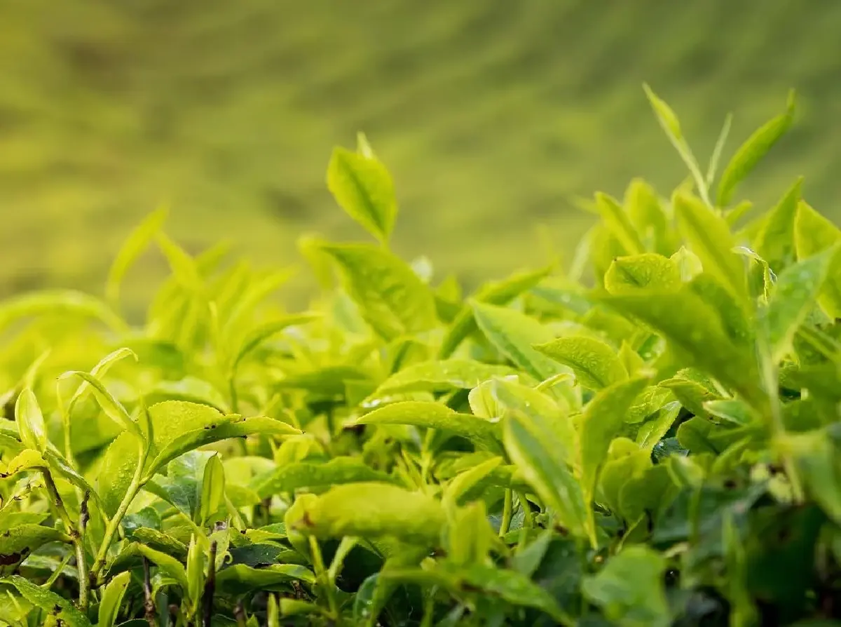 TP TEA goodness bar เครื่องดื่มชาเพื่อสุขภาพ รับ Longivity ยุคใหม่