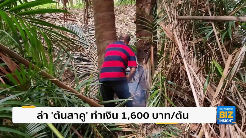 ล่า ’ต้นสาคู’ ทำเงิน 1,600 บาท/ต้น พร้อมแนะเทคนิค