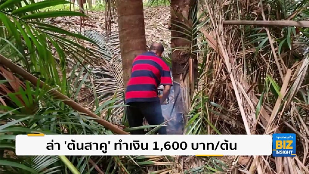 ล่า ’ต้นสาคู’ ทำเงิน 1,600 บาท/ต้น พร้อมแนะเทคนิค