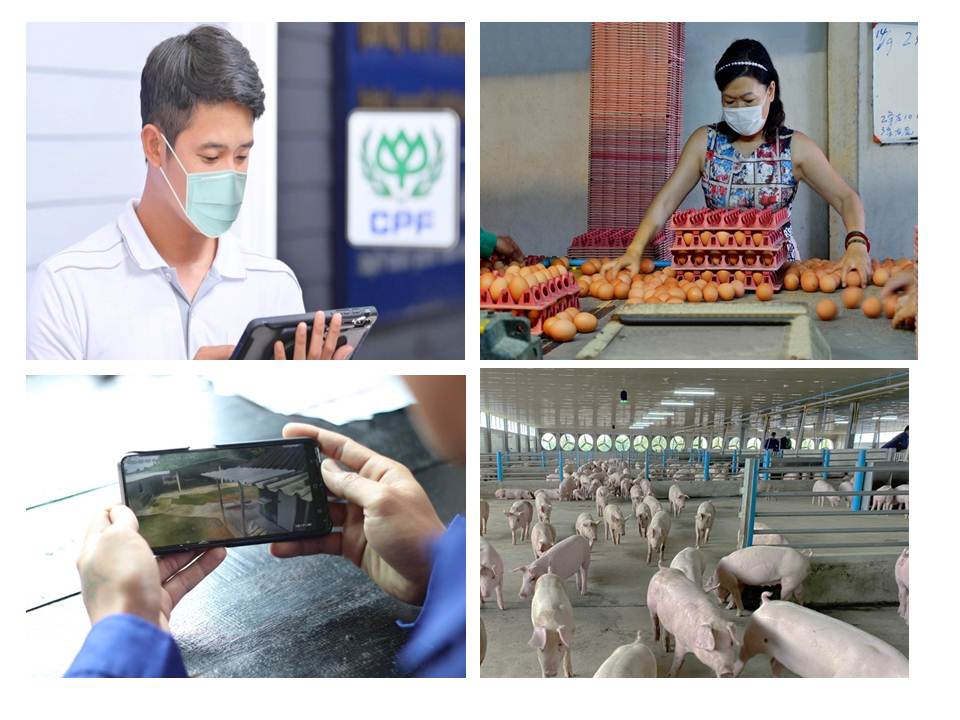 ยกระดับเกษตรกรคอนแทรคฟาร์ม CPF ชูเทคโนโลยีและระบบออนไลน์  สู่ฟาร์มอัจฉริยะ