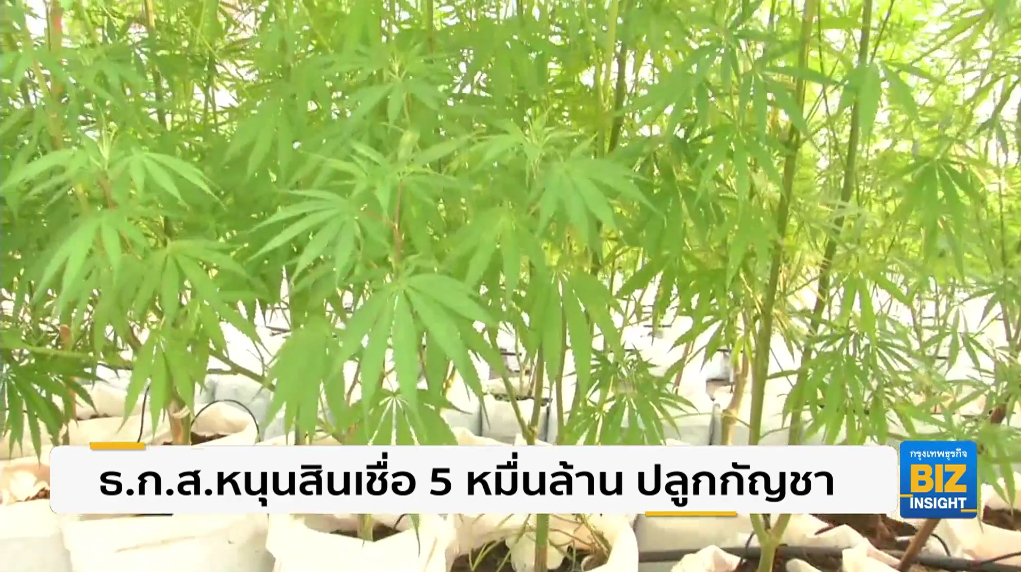 ธ.ก.ส.หนุนสินเชื่อ 5 หมื่นล้าน ปลูกกัญชา