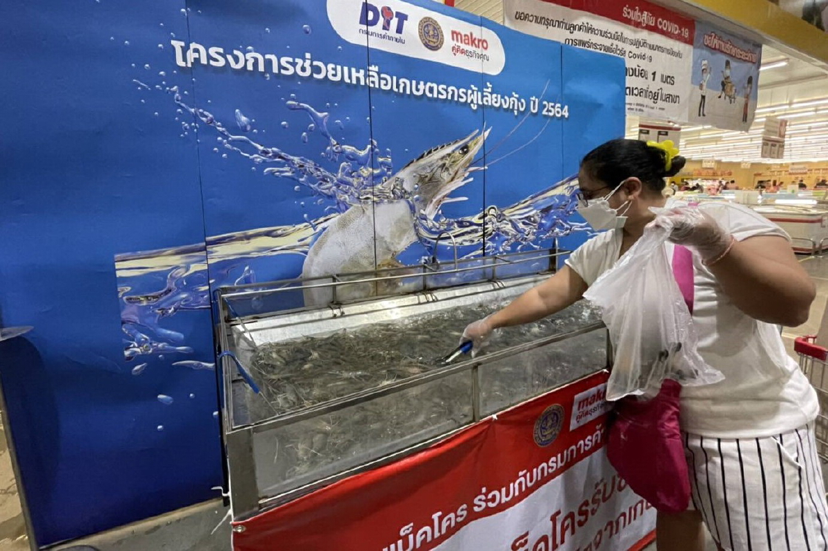 เกษตรกรผู้เลี้ยงกุ้งกาฬสินธุ์ รวมกลุ่มสู้โควิด-19 รับแรงงานคืนถิ่น