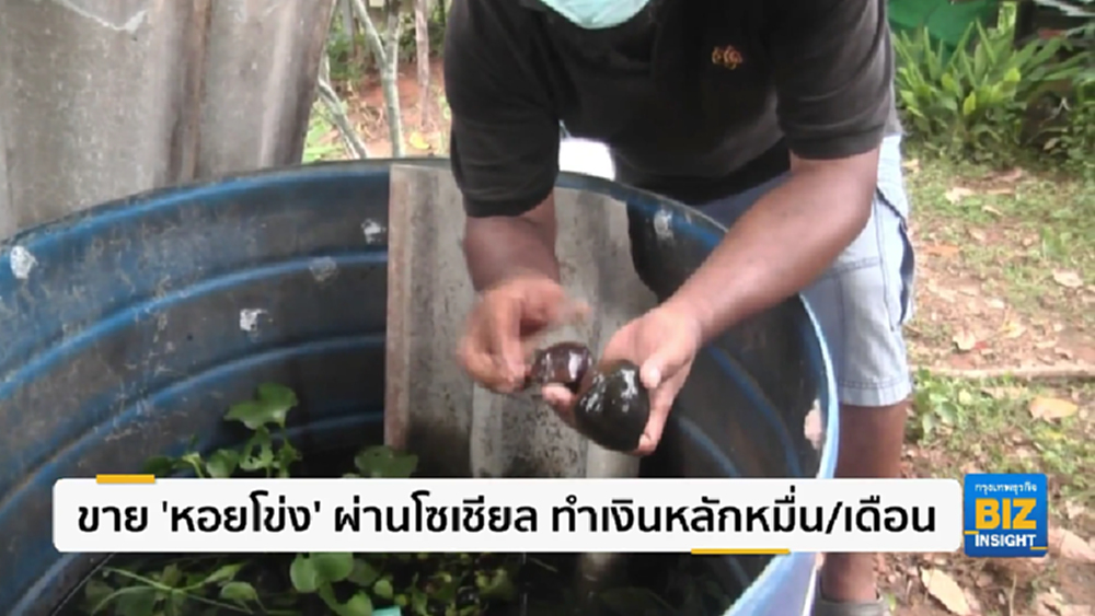 ขาย ’หอยโข่ง’ ผ่านโซเชียล ทำเงินหลักหมื่น/เดือน