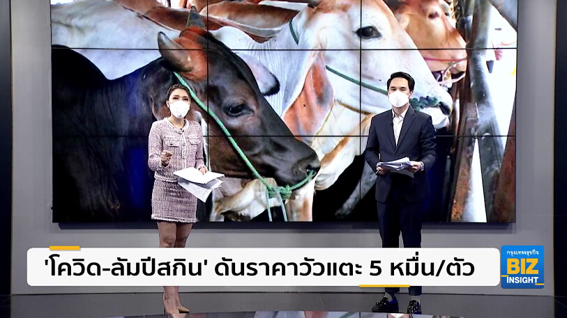‘โควิด-ลัมปีสกิน’ ดันราคาวัวแตะ 5 หมื่น/ตัว