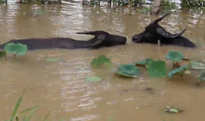 ควายลอยคอแช่น้ำ ปทุมธานีน้ำท่วมสูง