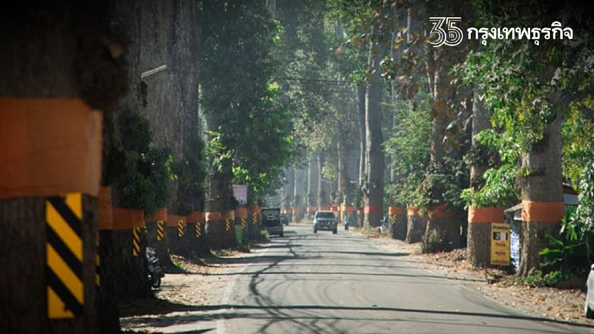 ‘ต้นยางนา’ ถนนสารภี...ไปต่อหรือพอแค่นี้?