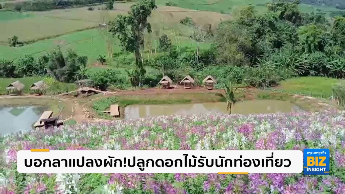 บอกลาแปลงผัก! ปลูกดอกไม้รับนักท่องเที่ยว