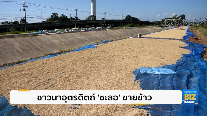 ชาวนาอุตรดิตถ์ ‘ชะลอ’ ขายข้าว หวังได้ราคาสูง