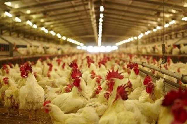 จีนเจอไข้หวัดนก H5N6 ในคน เพิ่ม เข้มป้องเข้าไทย