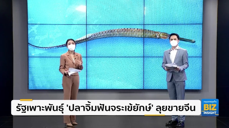 รัฐเพาะพันธุ์ ‘ปลาจิ้มฟันจระเข้ยักษ์’ ลุยขายจีน