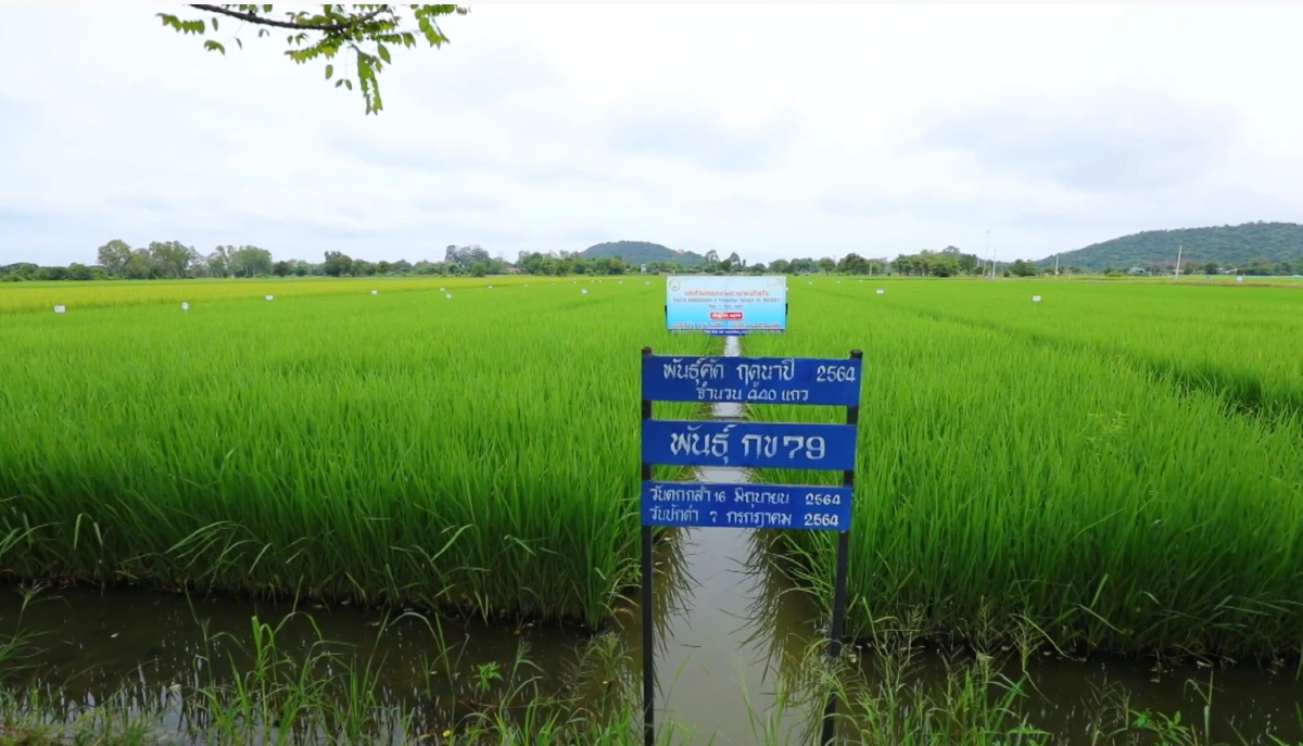 ศูนย์วิจัยข้าวชัยนาท ส่งเสริมเกษตรกรแปลงใหญ่ ปลูกข้าวเมล็ดพันธุ์ดีมีคุณภาพ ผลผลิตสูง กำไรงาม
