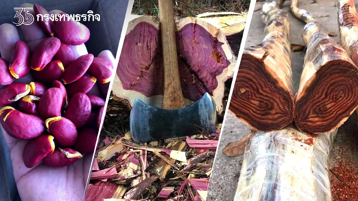 เพาะกล้า"ไม้ป่า" หายาก มูลค่าสูง ในแบบฉบับ โน๊ต Forest2Create