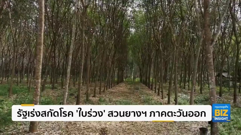 รัฐเร่งสกัดโรค ’ใบร่วง’ สวนยางฯ ภาคตะวันออก