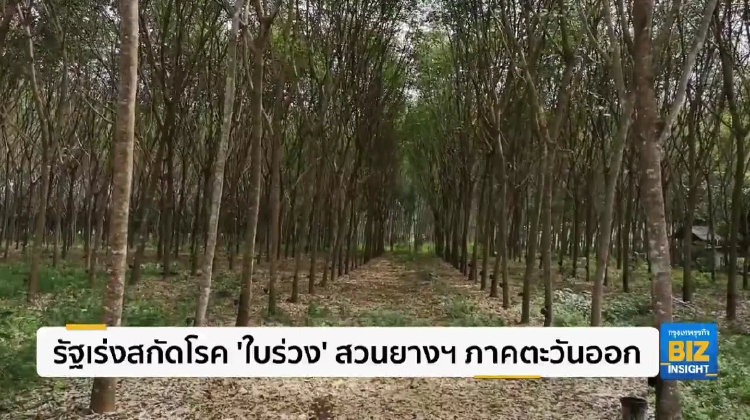 รัฐเร่งสกัดโรค ’ใบร่วง’ สวนยางฯ ภาคตะวันออก