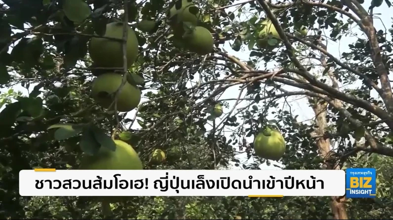 ชาวสวนส้มโอเฮ! ญี่ปุ่นเล็งเปิดนำเข้าปีหน้า