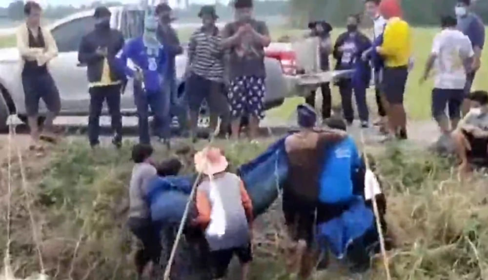 ฮือฮา ชาวบ้านล้อมจับ "ปลาช่อนยักษ์" ตัวใหญ่กว่าคน  มีคนขอซื้อให้ราคา3หมื่น