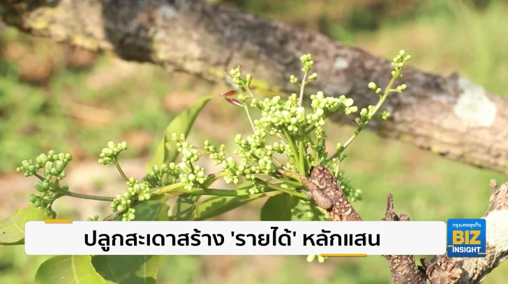 ปลูกสะเดาสร้าง ’รายได้’ หลักแสนบาท/ปี