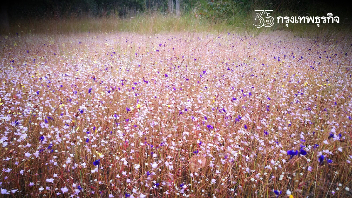 "อุบลราชธานี" แผ่นดินดอกไม้ ความสุขที่บานสะพรั่ง สีสันแห่งฤดูหนาว