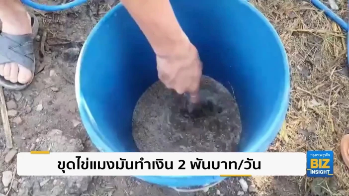 ขุดไข่แมงมันทำเงิน 2 พันบาท/วัน โภชนาการสูง