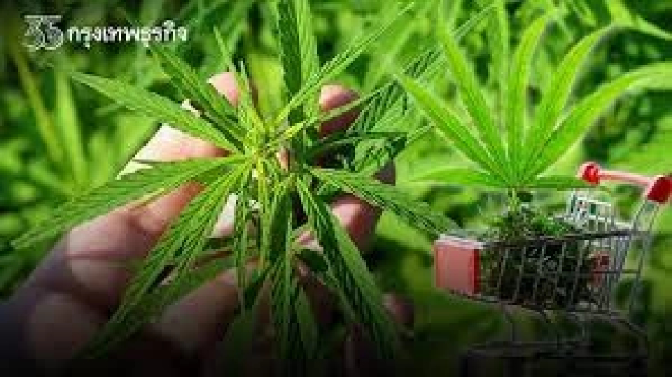 เห็นชอบแผนปฏิบัติการด้านสมุนไพรแห่งชาติ ฉบับที่ 2 ดันสมุนไพรพืชเศรษฐกิจ