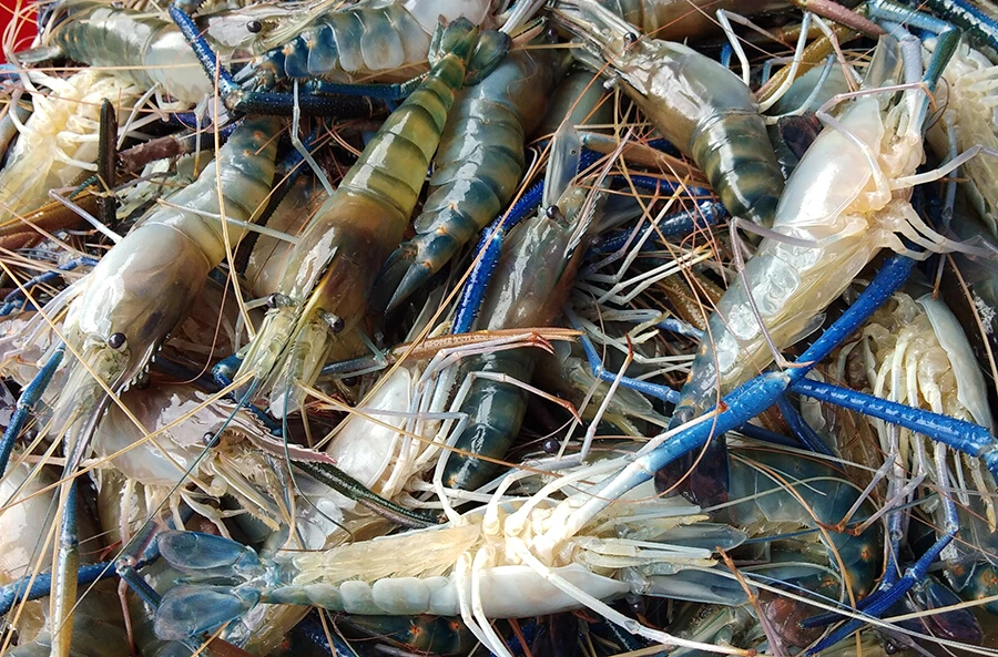 สมาคมกุ้งไทยเคาะเป้าผลิตปีหน้า 3 แสนตันวอนรัฐหนุนตลอดห่วงโซ่