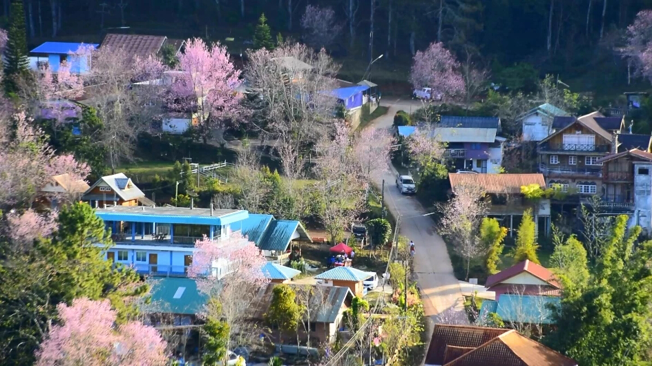 หมู่บ้านสีชมพู นางพญาเสือโคร่งบานงดงามที่บ้านใหม่ร่องกล้า