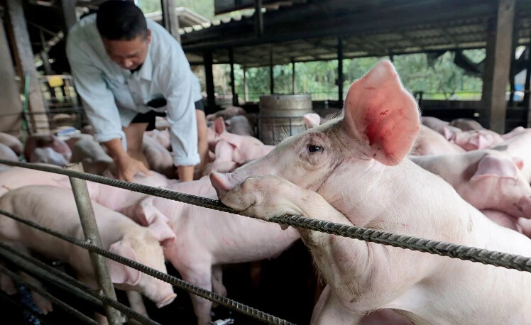 มาตรการป้องกัน ควบคุมและกำจัดโรคระบาดสัตว์ | กฤษรัตน์ ศรีสว่าง