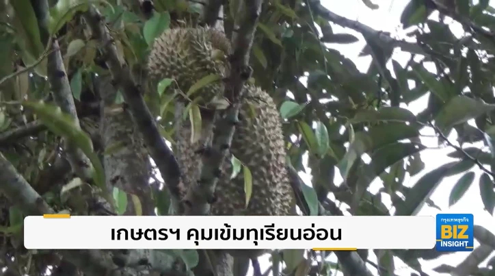 เกษตรฯ คุมเข้มทุเรียนอ่อนภาคตะวันออก