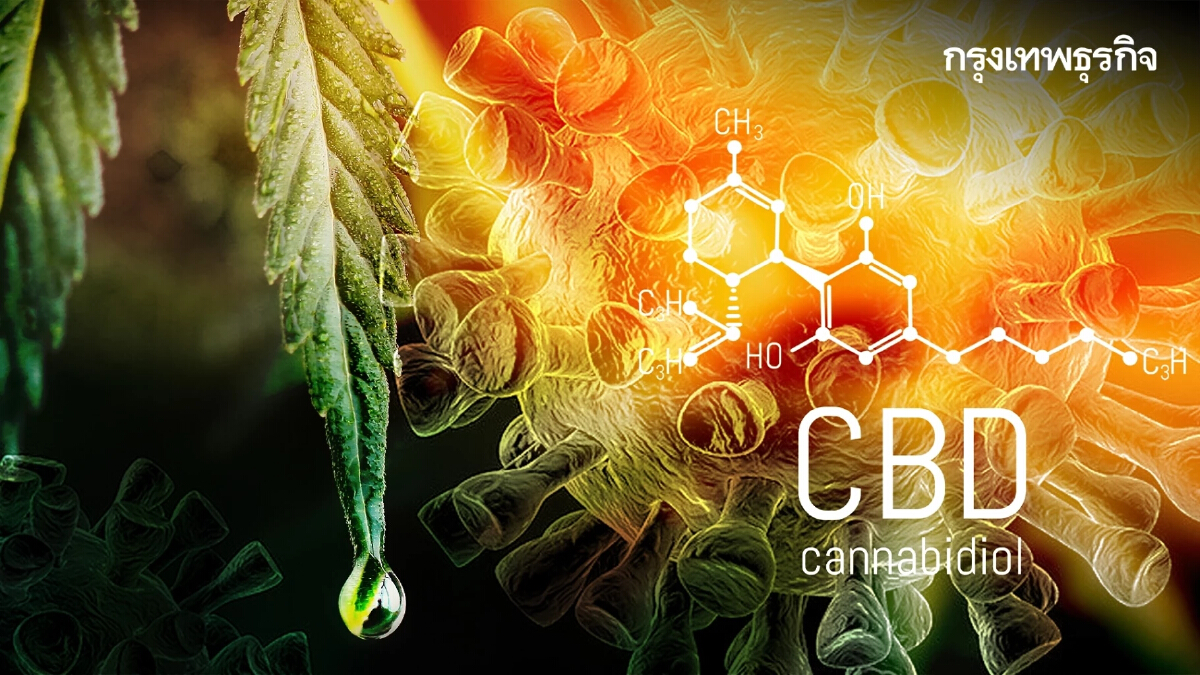 CBD สารสกัดกัญชาต้านโควิดได้จริงหรือ