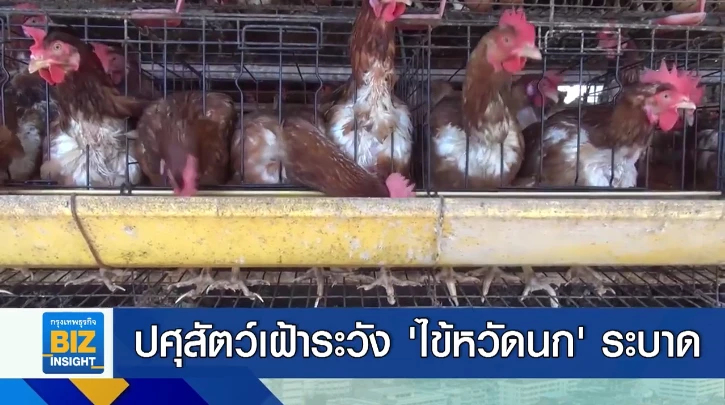 ปศุสัตว์เฝ้าระวัง ‘ไข้หวัดนก’ ระบาดอย่างเข้มงวด
