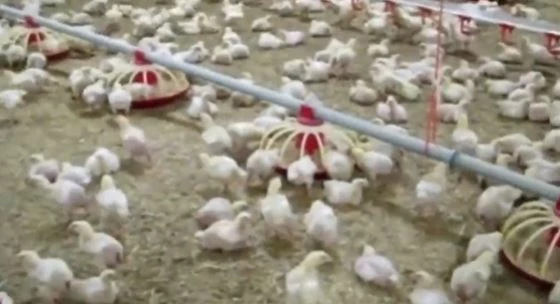 แนะรัฐลดภาษีนำเข้าวัตถุดิบอาหารสัตว์ หวังดึงราคาเนื้อหมู