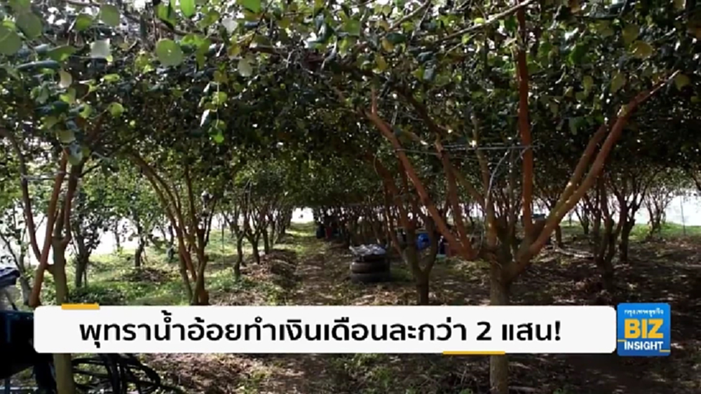 พุทราน้ำอ้อยทำเงินเดือนละกว่า 2 แสน!!