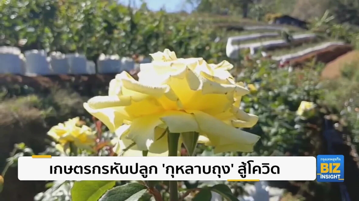 เกษตรกรหันปลูก ‘กุหลาบถุง’ขายออนไลน์สู้โควิด