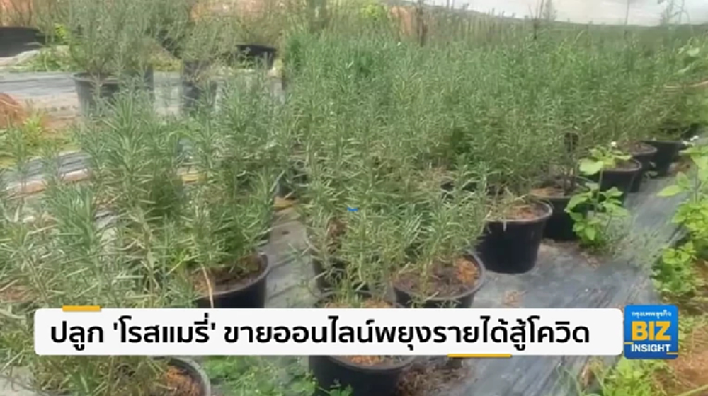 ปลูก ’โรสแมรี่’ ขายออนไลน์พยุงรายได้สู้โควิด