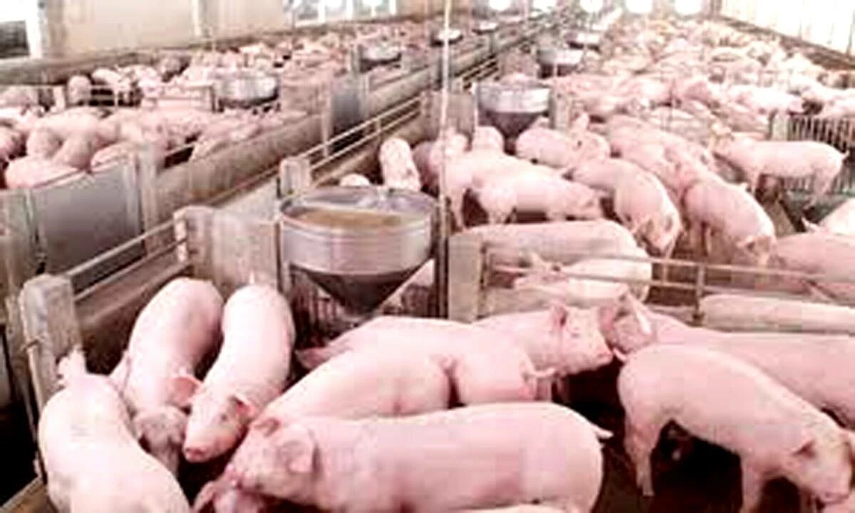 หมูหายล้อมคอก จี้กำนัน ผู้ใหญ่บ้าน สอบฟาร์มยันเขียง ปัองตุนตรุษจีน