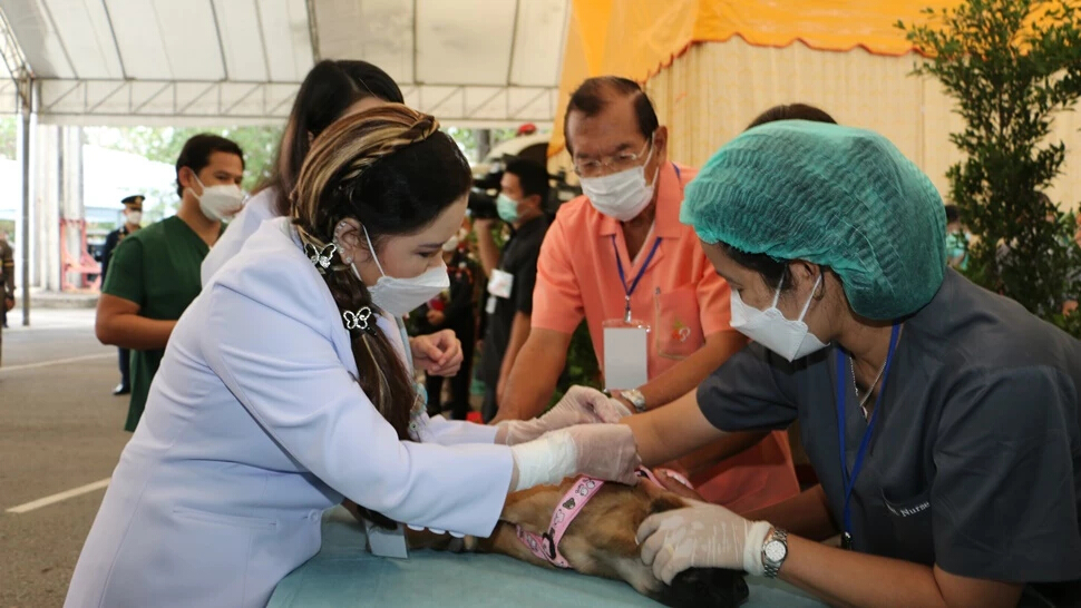 กรมพระศรีสวางควัฒนฯ ทรงนำทีมสัตวแพทย์ ตรวจสุขภาพ ฉีดวัคซีนโรคพิษสุนัขบ้า