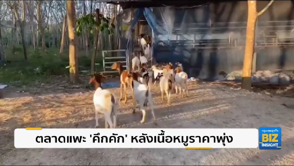 ตลาดแพะ ’คึกคัก’ หลังเนื้อหมูราคาพุ่ง