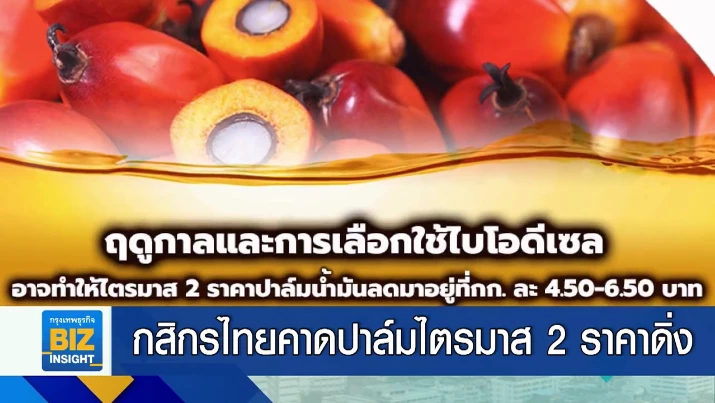 กสิกรไทยคาดปาล์มไตรมาส 2 ราคาดิ่ง 4.5-6.5 บาท/กก.