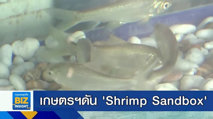 เกษตรฯดัน ‘Shrimp Sandbox’ เป็นโครงการนำร่อง