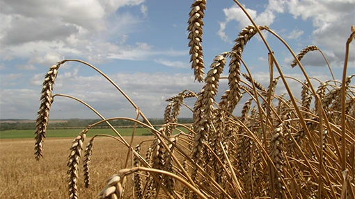 ข้าวสาลีพุ่งกว่า 3% กังวลวิกฤตยูเครนกระทบอุปทาน