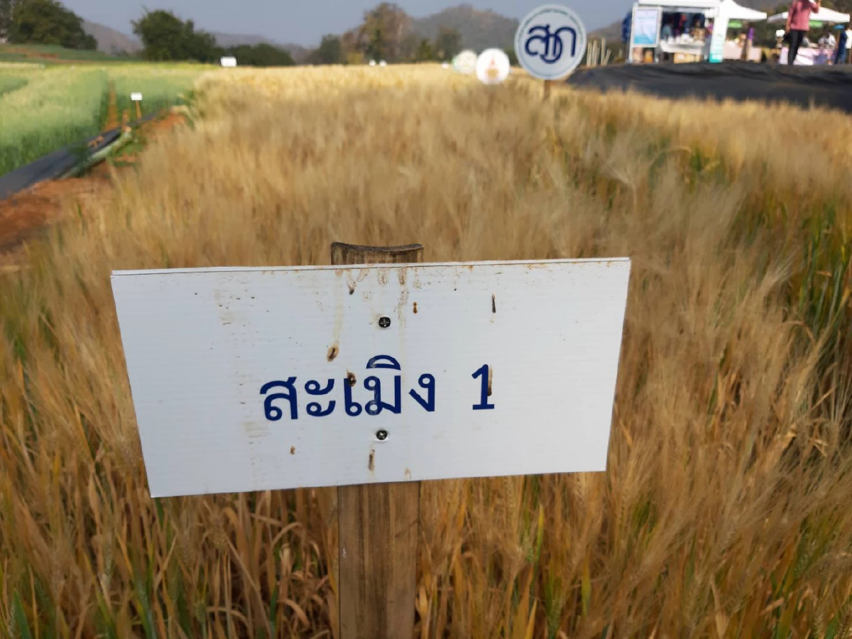 ผลักดันข้าวสาลี ส่งเสริมเกษตรกรแปลงใหญ่ สู่บทบาทการพัฒนาเศรษฐกิจไทย