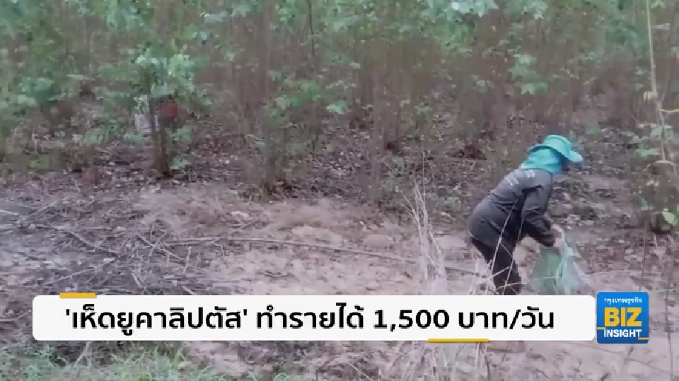 ’เห็ดยูคาลิปตัส’ ทำรายได้ 1,500 บาท/วัน