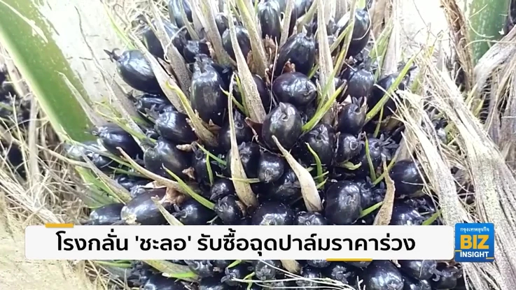 โรงกลั่น ’ชะลอ’ รับซื้อฉุดปาล์มราคาร่วง